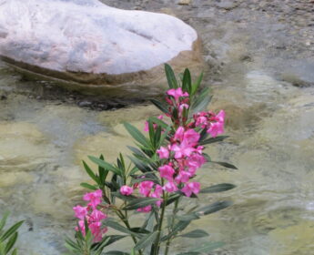 Streams in the Desert